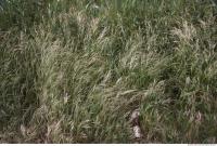 Photo Texture of Grass 